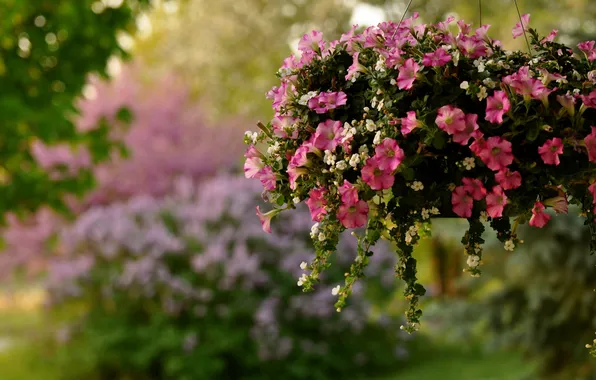 Blur, pot, petunias