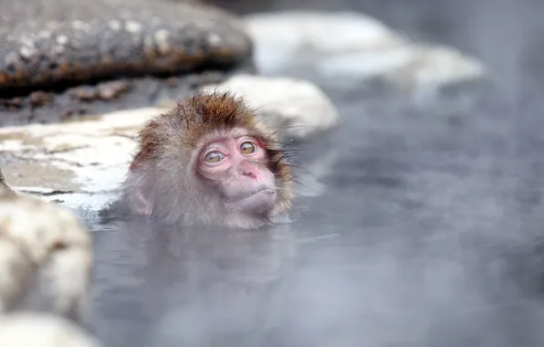 Picture Japan, Nagano, Snow monkey, Jigokudani hot-spring