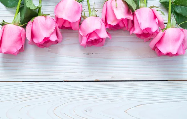 Wallpaper Board, white, buds, roses, background