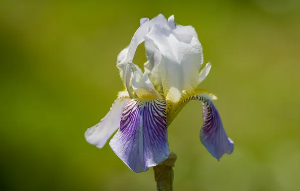 Summer, flowers, bokeh, iris