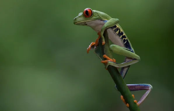 Picture nature, amphibian, tree frog, red-eyed tree frog