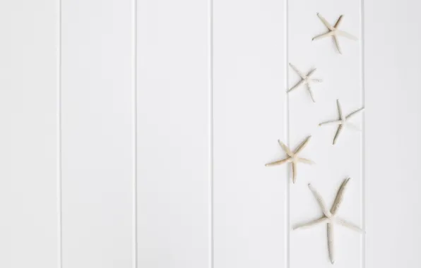 Picture white, background, starfish