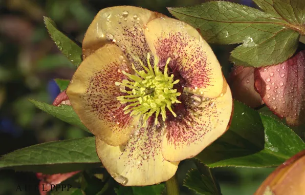 Flower, drops, hellebore, Helleborus