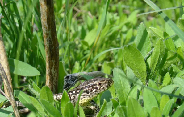 Eyes, lizard, looks, in the grass