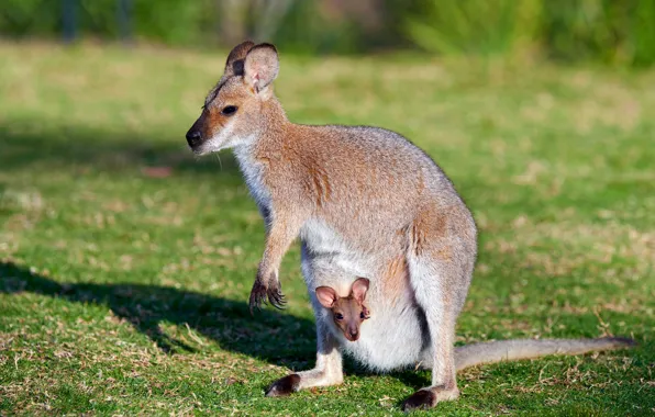 Glade, kangaroo, bag, a couple, cub, mom, marsupials, kangaroo