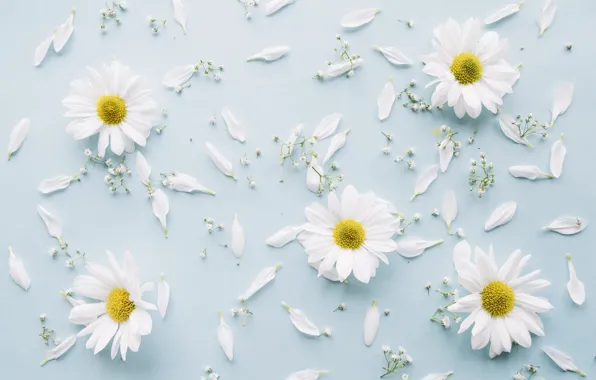 Flowers, background, branch, chrysanthemum, decor