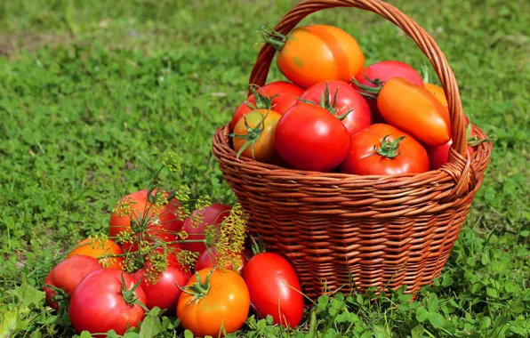 Grass, basket, harvest, fruit, tomatoes, tomatoes