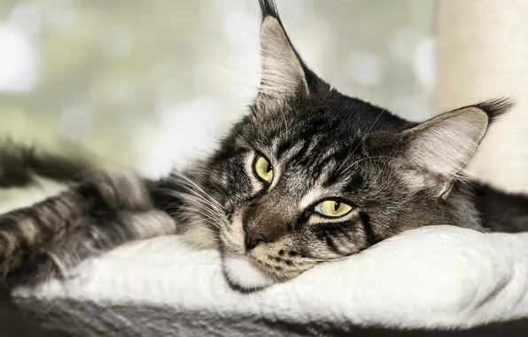 Cat, cat, look, pose, grey, portrait, lies, pillow
