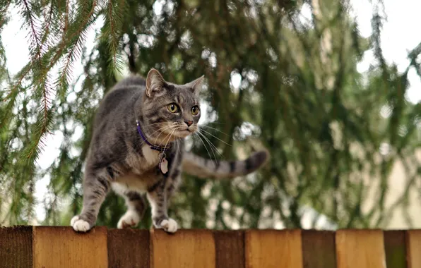 Picture cat, background, the fence