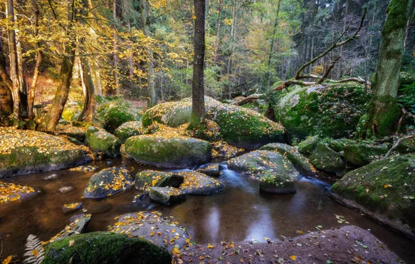 Forest, stones, moss, Germany, Bayern, reserve Doost