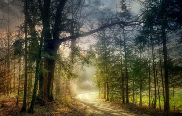 Picture forest, light, trees, branches, fog