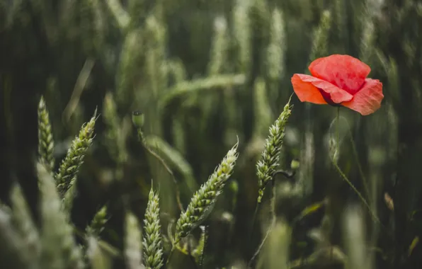 Wheat, field, flower, summer, nature, Mac, green