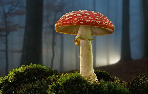 Forest, mushroom, moss, mushroom