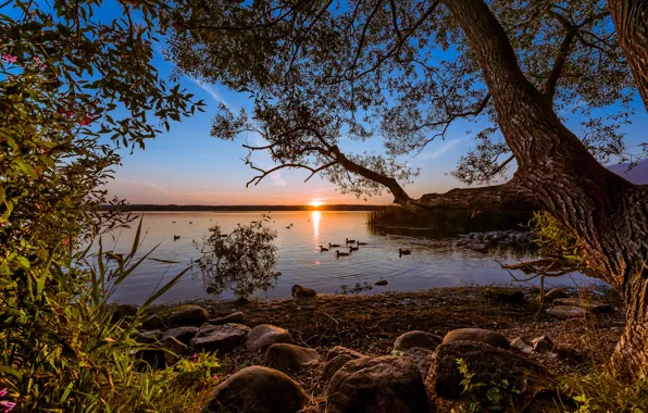 Picture the sky, trees, sunset, lake, duck