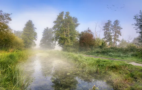 Picture autumn, the sky, grass, trees, fog, lake, pond, reflection