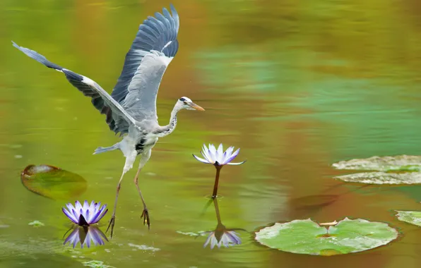 Lake, bird, grey, Heron, water lilies