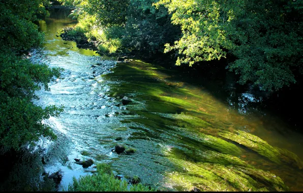 Greens, green, stream, River, river, trees