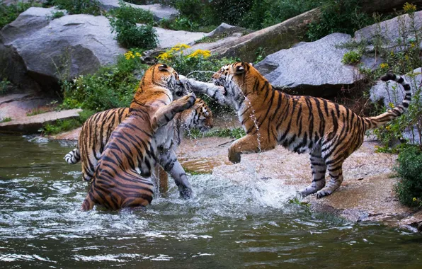 The game, predators, fight, wild cats, tigers, trio