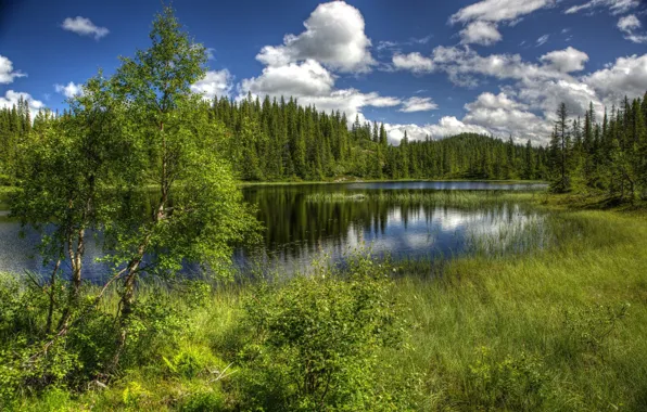 Picture grass, water, landscape, nature