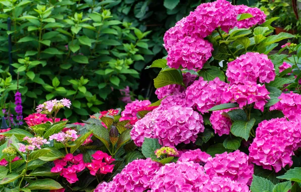 Picture leaves, flowers, bright, garden, pink, the bushes, hydrangea