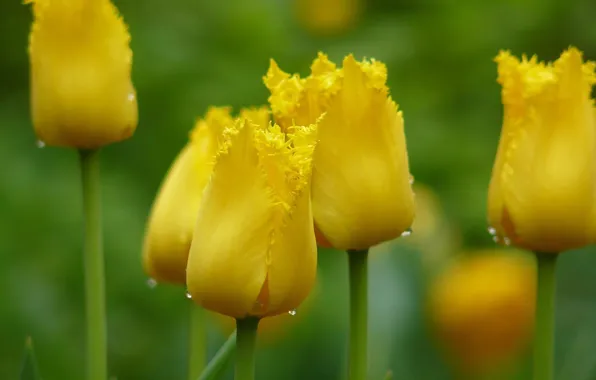 Picture drops, macro, flowers, yellow, focus, spring, Tulips, buds