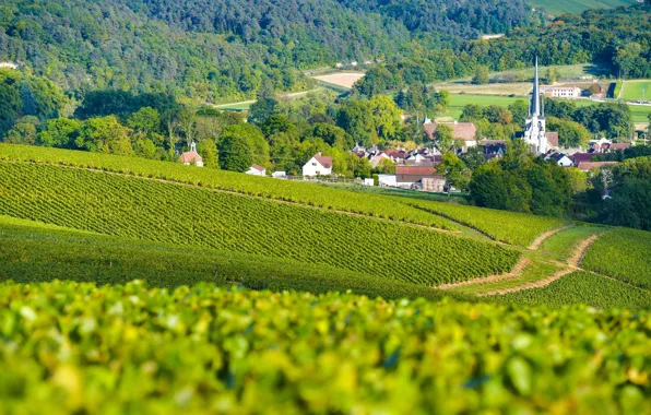 Picture mountains, the city, vineyard, France, champagne