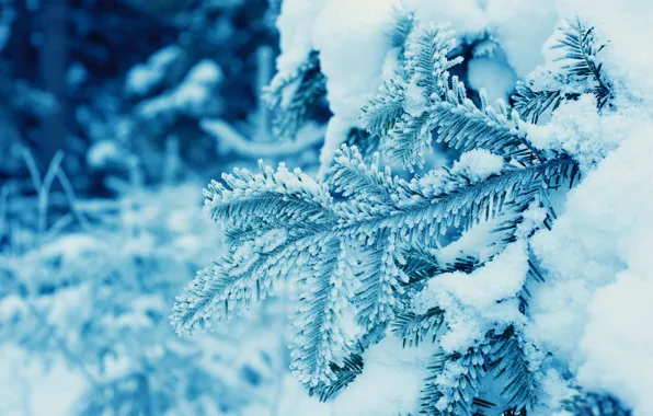 Picture winter, forest, snow, trees, branches, spruce, needles, monochrome