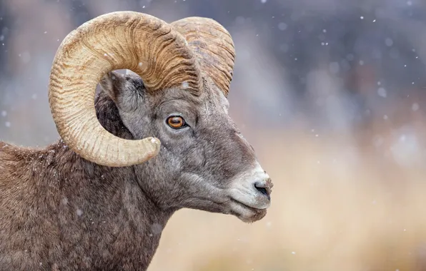 Face, horns, RAM, animal