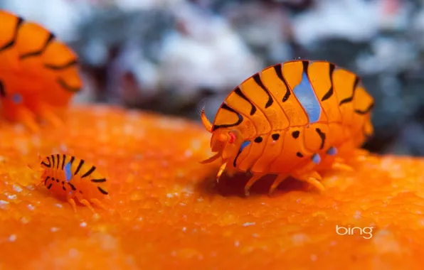 Sea, water, color, amphipods, Reznikova cancers, amphipods, crustaceans