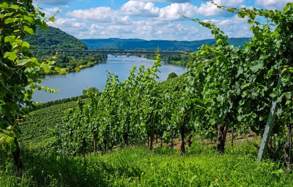 Greens, field, the sky, the sun, clouds, trees, bridge, river