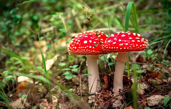Picture mushrooms, grass, mushroom
