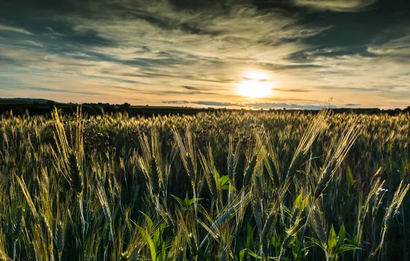 Field, the sun, ears