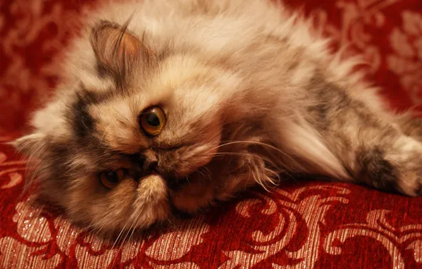 Picture cat, sofa, Persian cat