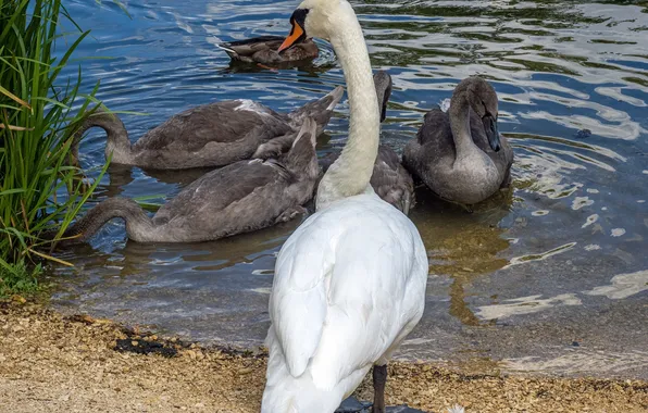 Birds, lake, family, Swan, swan, swans, lake, birds