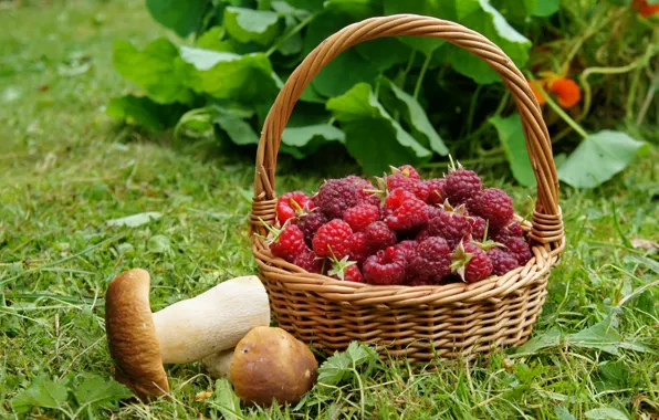 Picture raspberry, basket, mushrooms, mushrooms