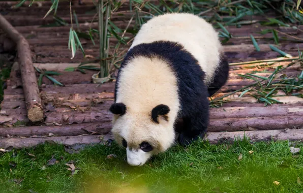 Grass, pose, bamboo, baby, bear, Panda, bear, face