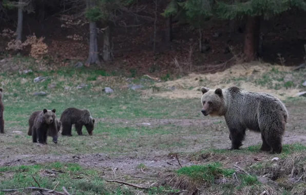 Picture forest, nature, glade, bear, bear, bear, walk, brown