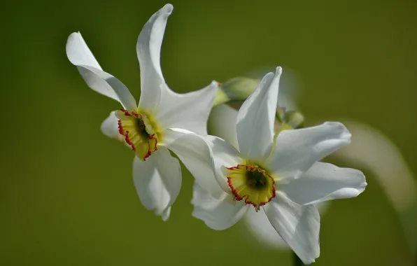 Macro, Duo, daffodils