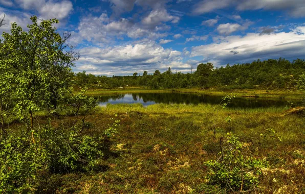 Picture grass, trees, pond