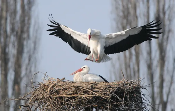 Picture birds, nature, storks