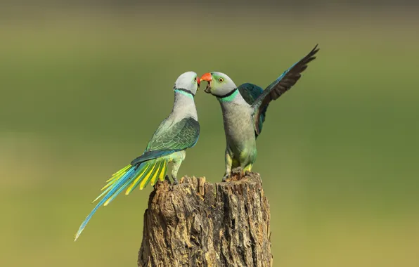 Flowers, birds, pose, background, bird, stump, wings, branch