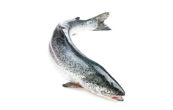 Fish, head, whole salmon