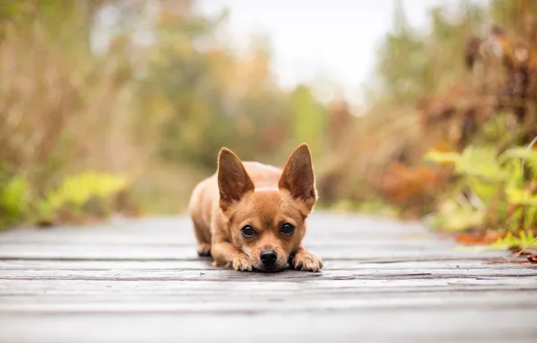 Look, dog, blur