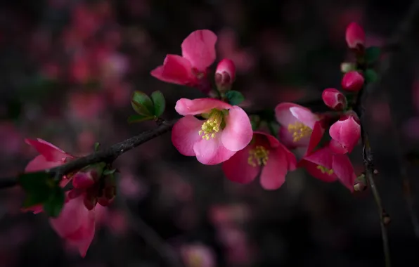 Flowers, the dark background, branch, spring, pink, flowering, quince