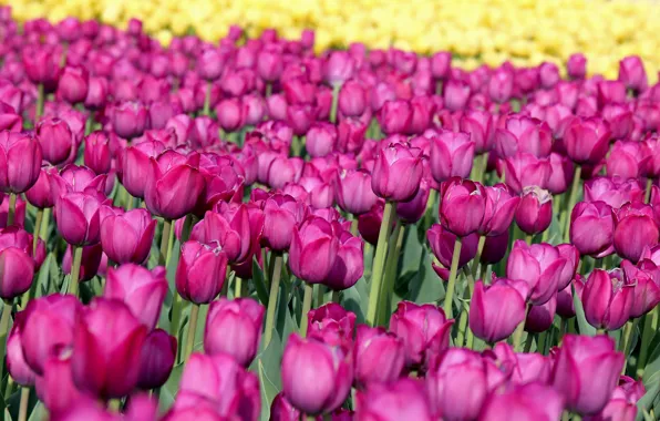 Picture field, flowers, glade, tulips, a lot, lilac
