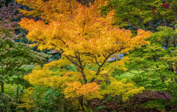 Autumn, trees, Park, foliage, Canada, Vancouver, VanDusen Botanical Garden
