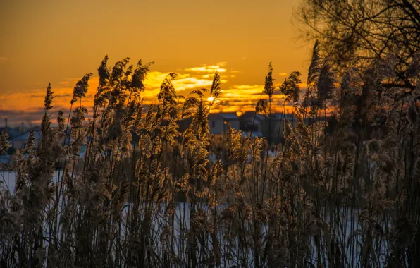 Winter, the sun, light, sunset, reed