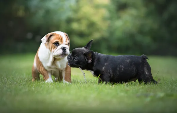 Picture grass, puppy, bulldog, French bulldog, English bulldog