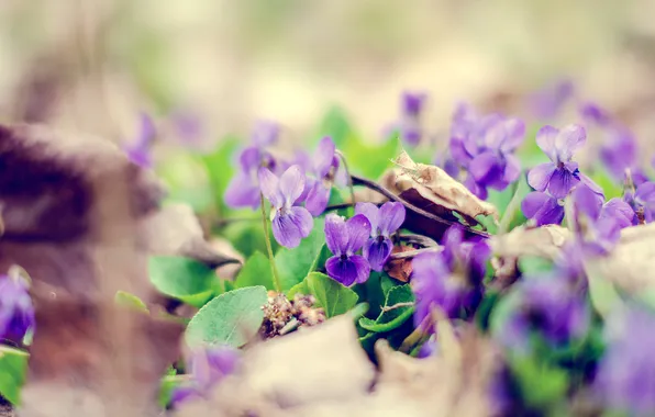 Leaves, flowers, nature, dry, lilac
