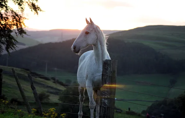Picture sunset, horse, the fence, beauty